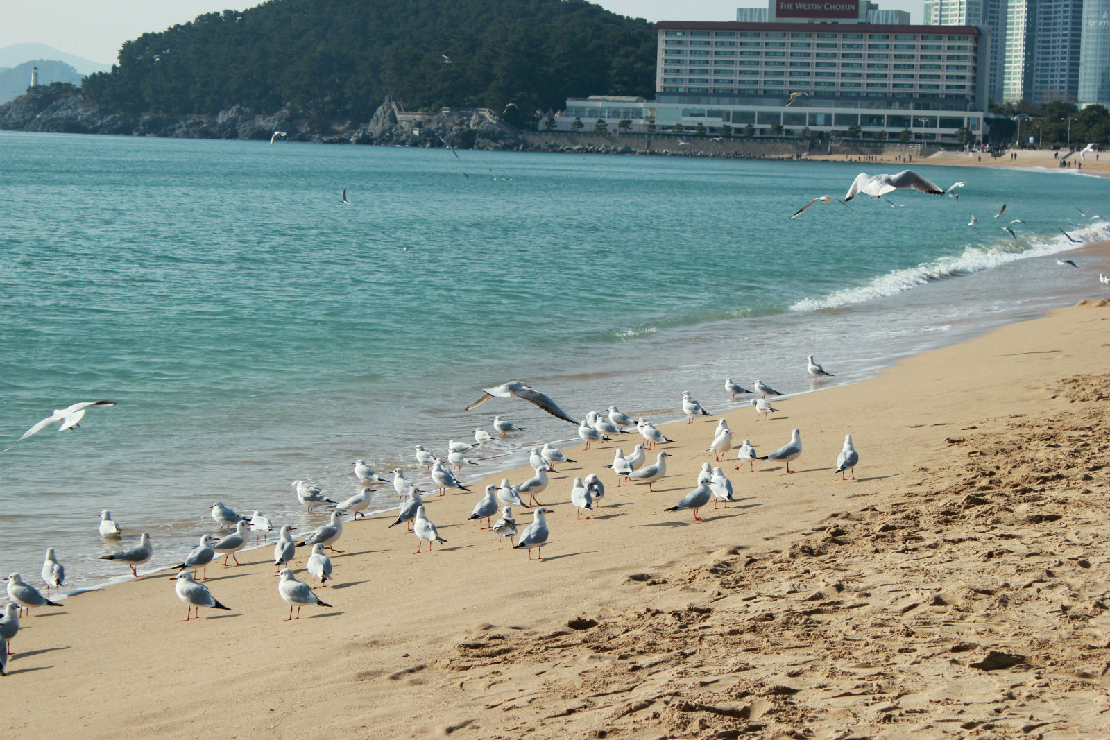 釜山海灘浴場攻略